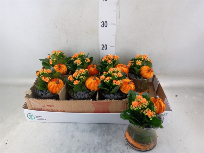 <h4>Arr.    Planten  L%</h4>