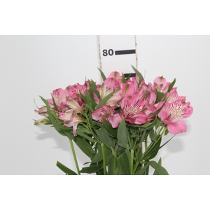 ALSTROEMERIA PAMELA 080 CM