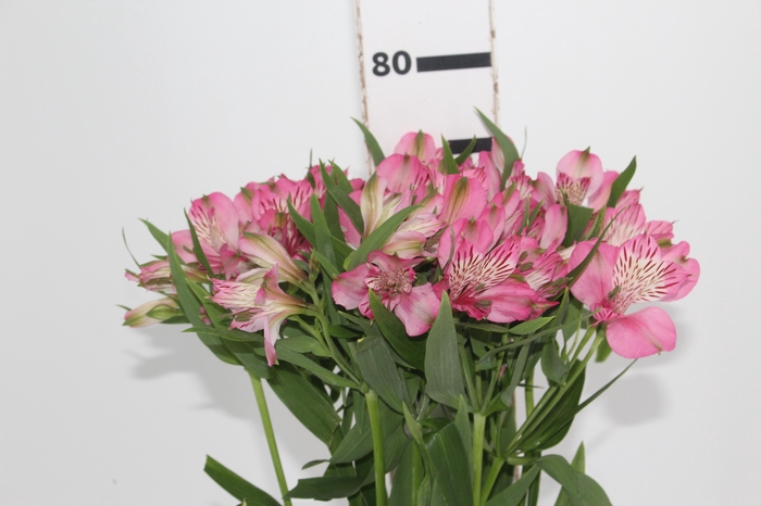 <h4>ALSTROEMERIA PAMELA 080 CM</h4>
