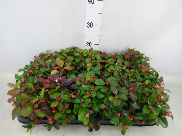 <h4>Gaultheria proc. 'Big Berry'</h4>