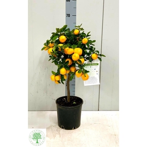 CITR LIMON