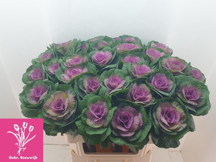 <h4>BRASS RED CRANE</h4>