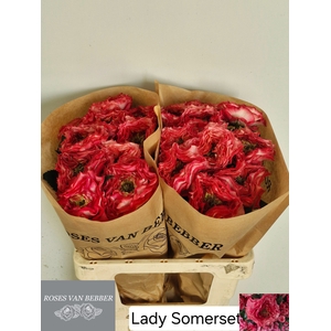 R GR LADY SOMERSET