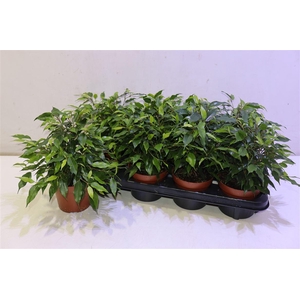 arr8 Fic Be Green Kinky