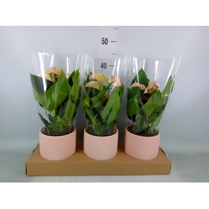 Anthurium andr. 'Joli Peach'