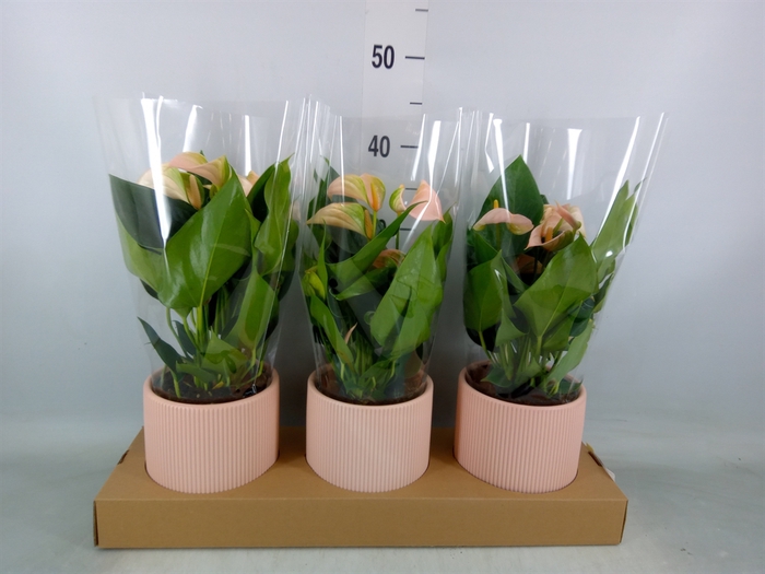 <h4>Anthurium andr. 'Joli Peach'</h4>