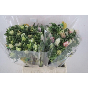 Anem Mistral Super White Salmon