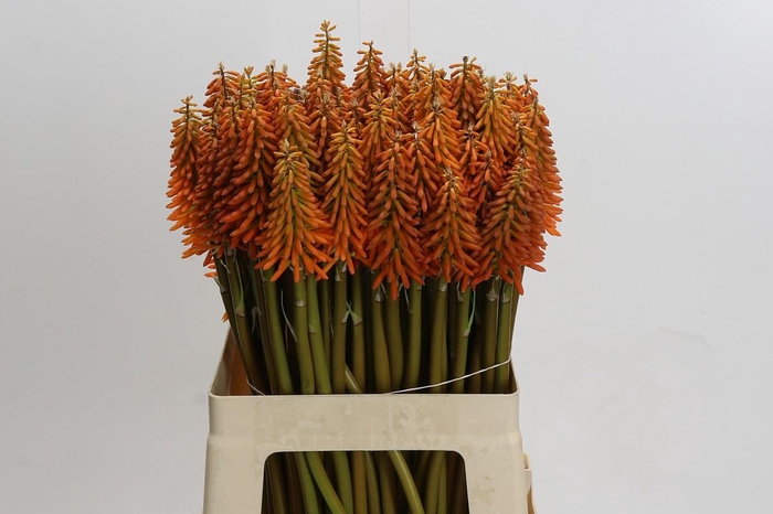 <h4>Kniphofia Eycone Orange</h4>