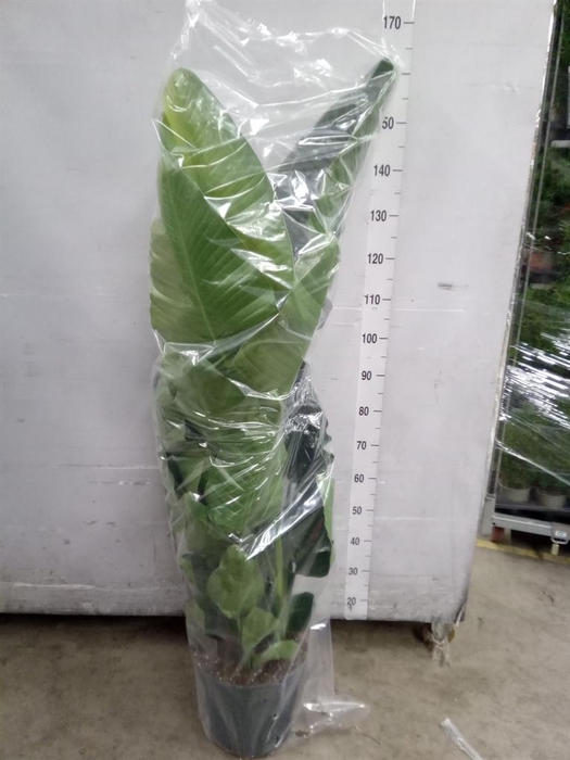 <h4>Strelitzia nicolai</h4>