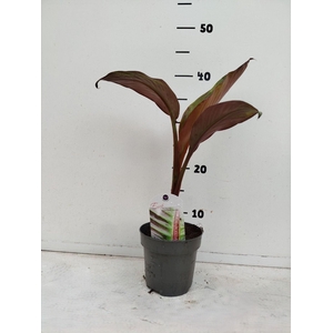 Ensete ventricosum 'Maurelii'
