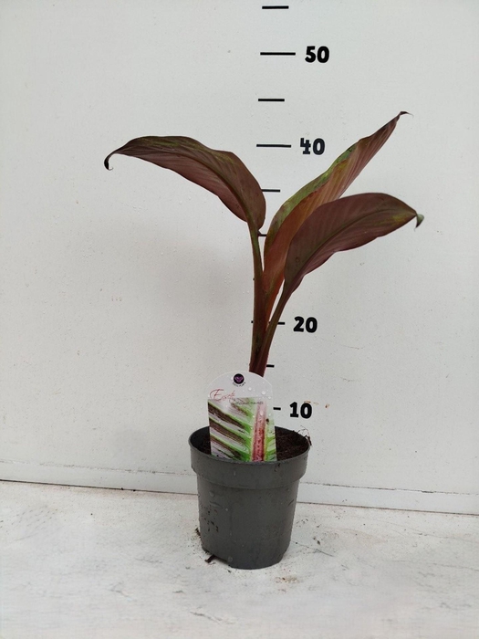 <h4>Ensete ventricosum 'Maurelii'</h4>