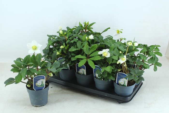 <h4>HELL NI CHR CAROL</h4>