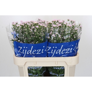 Aster Claudia