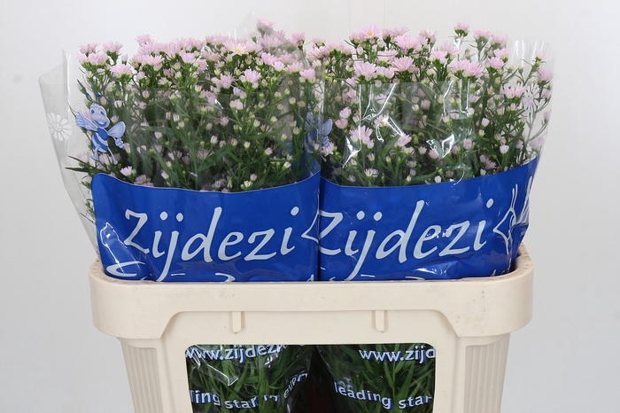 <h4>Aster Claudia</h4>