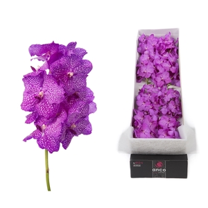 Vanda 8 tak Rosy