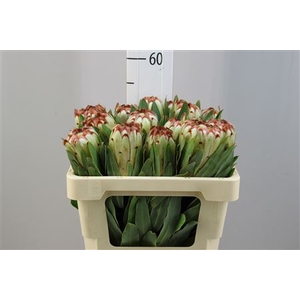 Protea Limelight
