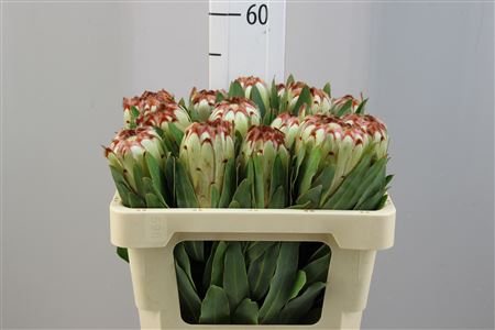 <h4>Protea Limelight</h4>