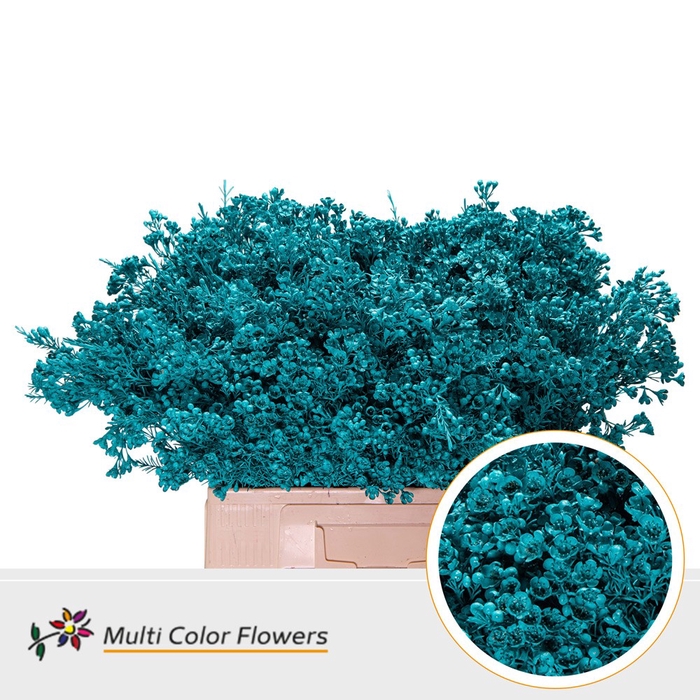 <h4>Wax Turquoise</h4>