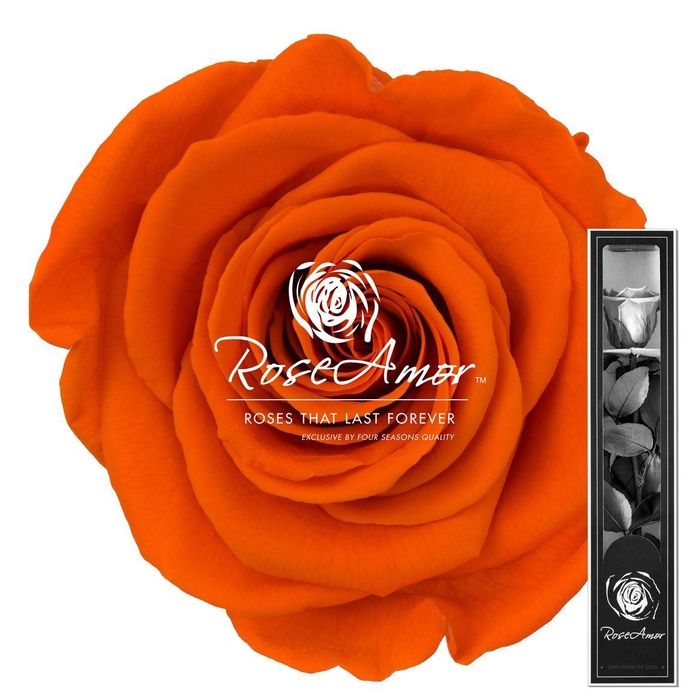 <h4>30cm Stem Ora02</h4>