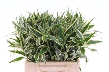 <h4>DRAC SANDERIANA</h4>