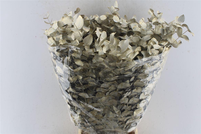 <h4>Euca Cinerea Metal White Gold</h4>