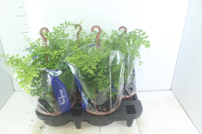 <h4>AVENCA VARIADA C21</h4>