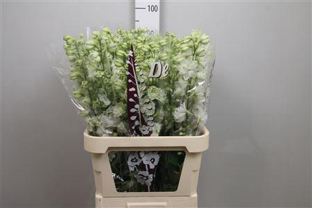 <h4>Delphinium DU 'Dewi Anastatia'</h4>