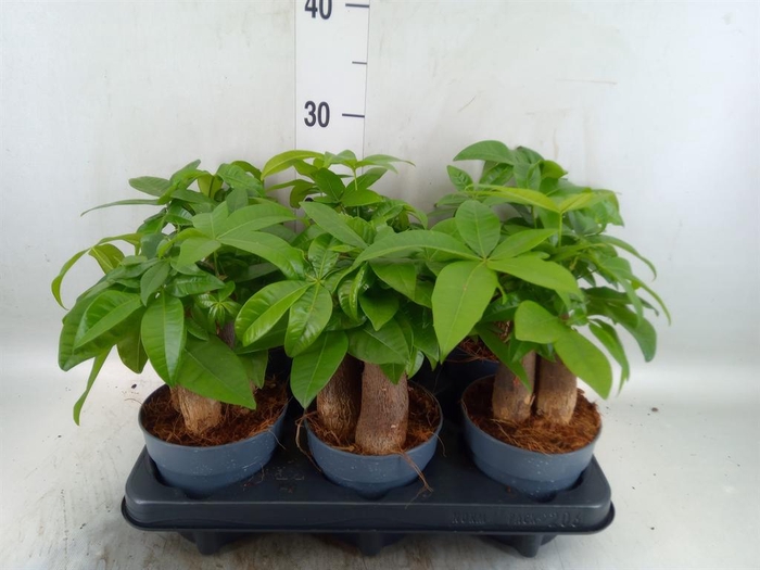 <h4>Pachira aquatica</h4>