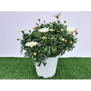 Argyranthemum frutescens mixed in pot