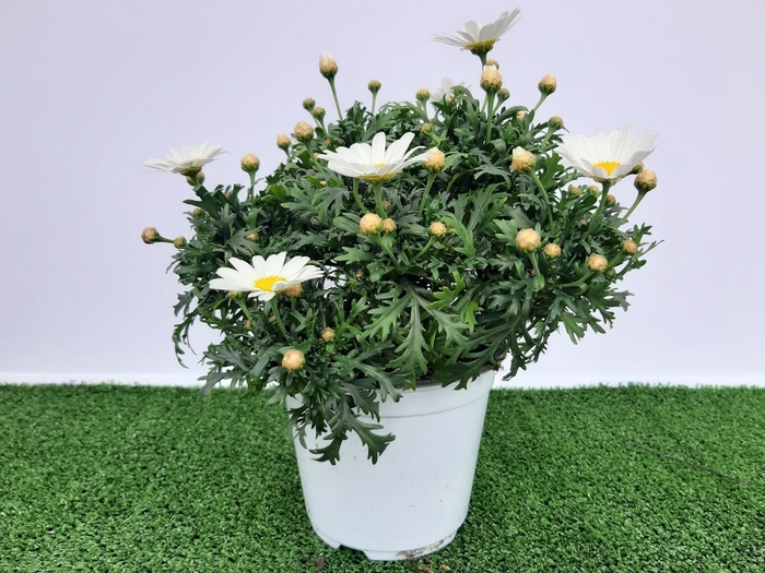 <h4>Argyranthemum frutescens mixed in pot</h4>