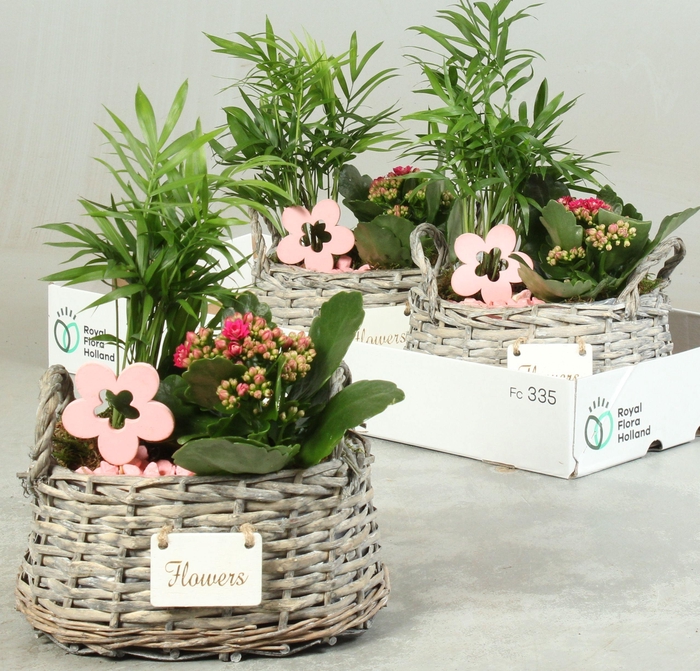 <h4>ARR KAMERPL</h4>