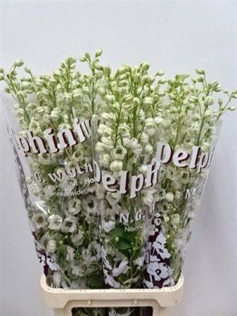 <h4>Delph Du Dewi Rocket</h4>