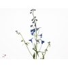 Delphinium Donna