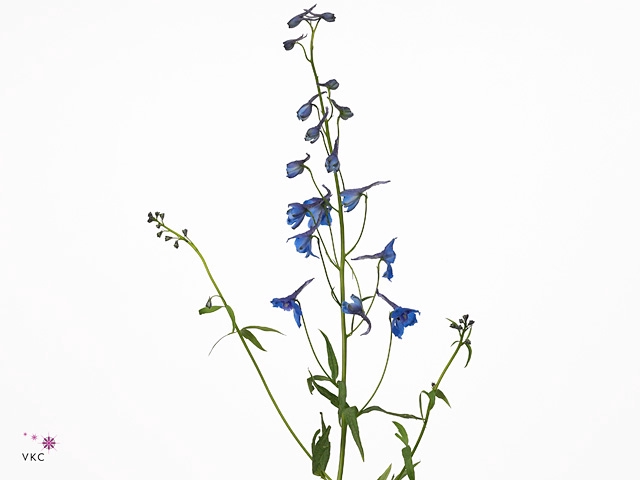 Delphinium Donna