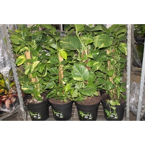 JIBOIA VERDE P30