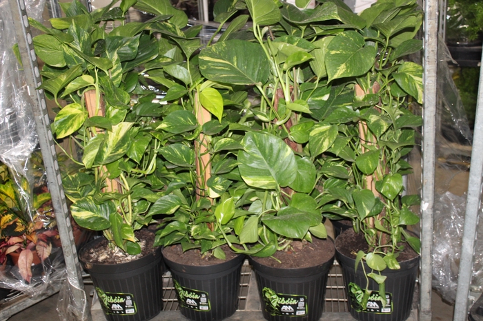 <h4>JIBOIA VERDE P30</h4>