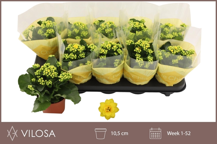 <h4>KAL GE AMARILLO YELL</h4>