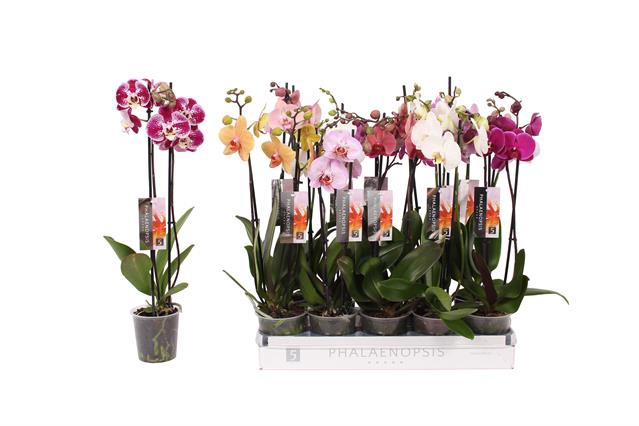 <h4>Phalaenopsis 6 Color Mix, 2-spike 1</h4>
