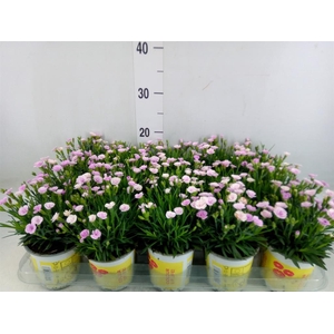 Dianthus allw. 'Lucky Lips Lola'