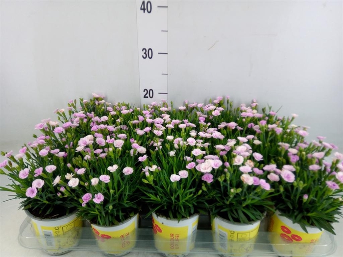 <h4>Dianthus allw. 'Lucky Lips Lola'</h4>