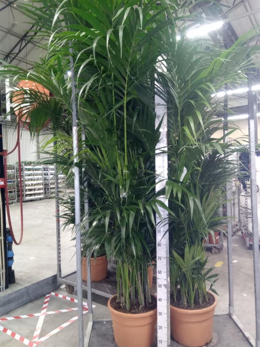 <h4>Howea forsteriana</h4>