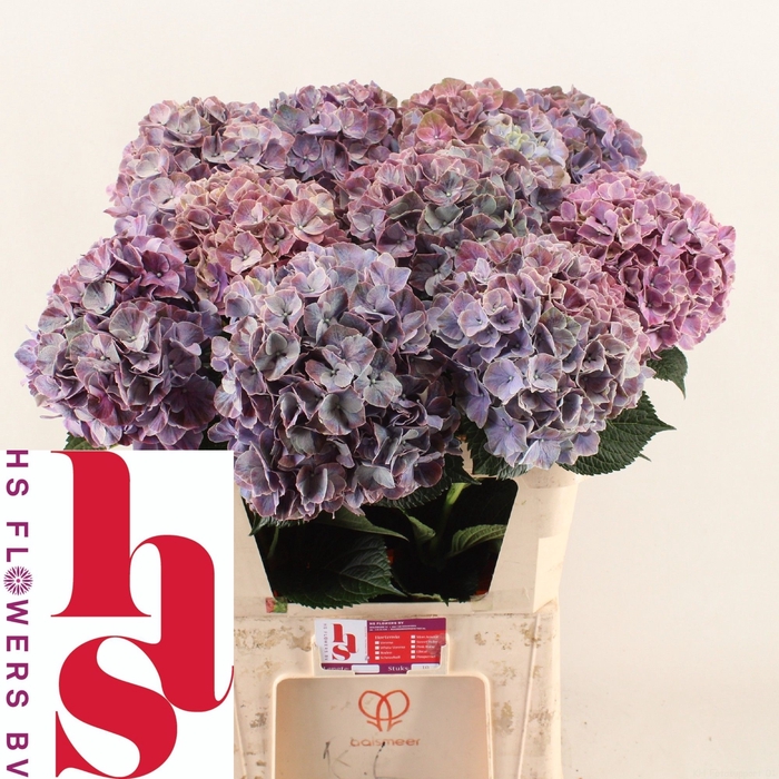 <h4>HYDR M MAG SWEE RUBY</h4>