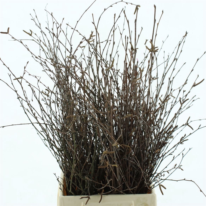 <h4>Betula (berk) P Bos 60cm Fresh! Met Vruchten</h4>