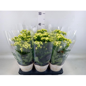 Kalanchoe  'Sunny White'