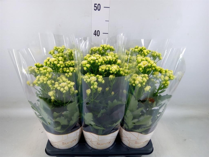 <h4>Kalanchoe  'Sunny White'</h4>