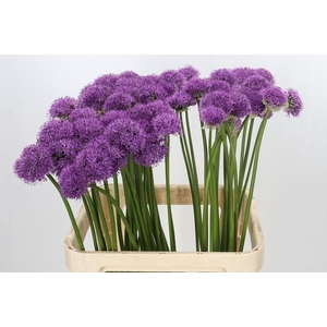 Allium Gladiator