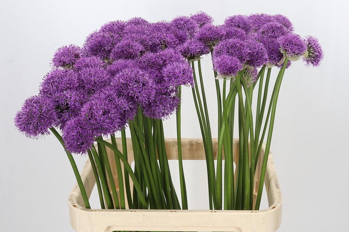 <h4>Allium Gladiator</h4>