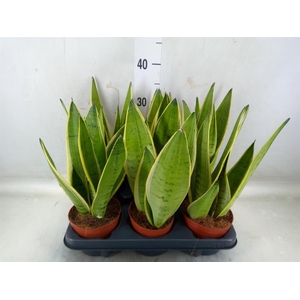 Sansevieria trifa.   ...