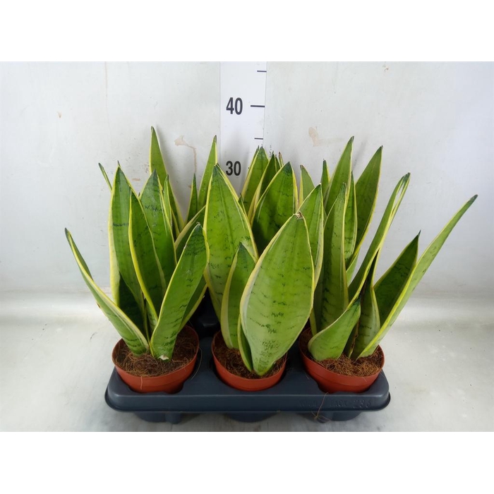 <h4>Sansevieria trifa. ...</h4>