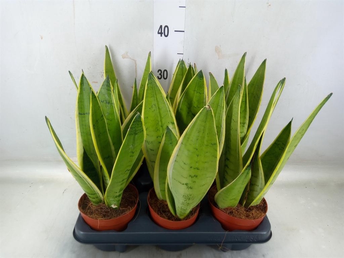 <h4>Sansevieria trifa.   ...</h4>